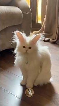 Cats 🐈 and rabbits 🐇 = Cabbit