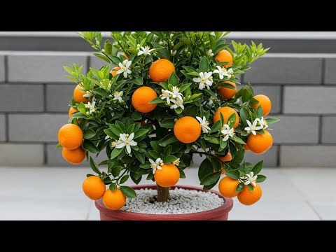 How long will it take to grow an orange,How to Grow a Oranges Tree