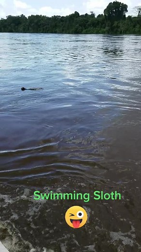 Swimming Sloth in Suriname's Lush Nature