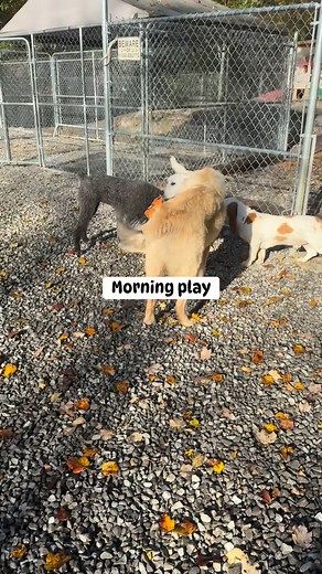 25 reactions · 5 comments | Waggin' Tails Pet Lodge on Reels | Facebook