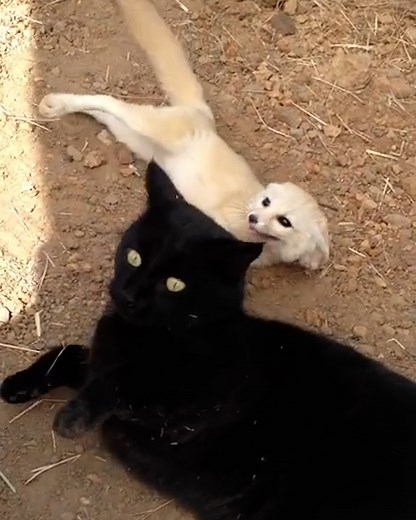 119K views · 3.5K reactions | This baby fox adores his feline friend 力凉 | Furry Tails | Facebook