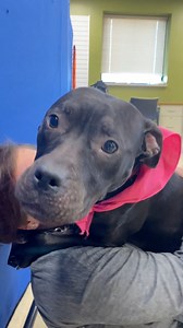 CBS 58 is working with Milwaukee Area Domestic Animal Control Commission (MADACC) to highlight dogs and cats in our community searching for homes of their own. #madacc #dog #adopt #adoption #rescue #rescuedog #pets #shelter #adoptdontshop #milwaukee #shelterdog | CBS 58