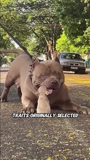 Why Is the Pit Bull Banned in Some Places? 🐕