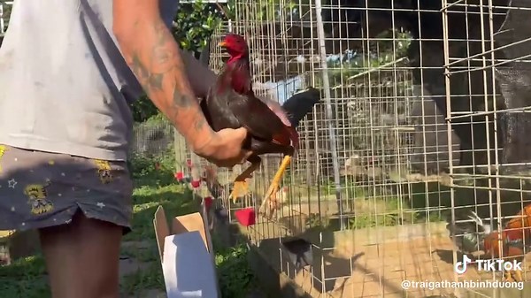 Sắp tới mình sẽ làm toàn bộ gà tre cho ae dễ Sài #traigaenvang #gatremy