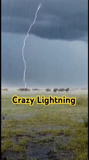 Crazy Lightning Startles a Cattle Herd on Open Grassland #lightning