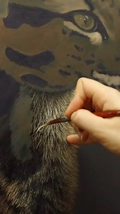 5.1K views · 22 reactions | The start of a Clouded Leopard…. a brand...