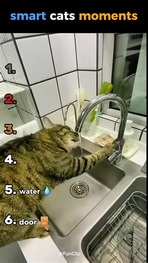 smart cats moments #ranking #funny #funnyanimals #cutecats #catlovers