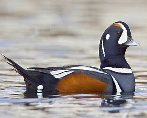 Harlequin duck - Alchetron, The Free Social Encyclopedia