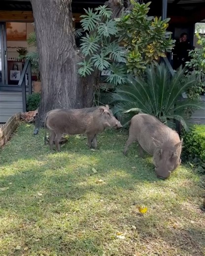 Patrick Mavros on Reels