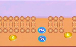 Potassium-sparing diuretics