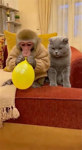 Funny Cat vs Monkey: The Balloon Prank Goes WRONG! 🎈🙀 #cat #shortvideo #shortvideo #monkey #猫