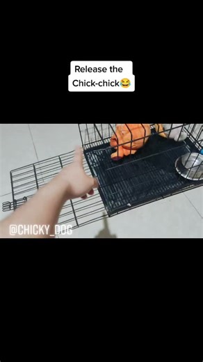 Release the chicky_dog😂😂😂