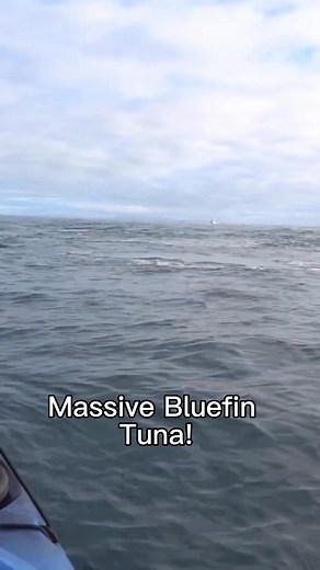 96K views · 1.6K reactions | Massive blue fin tuna  #topwaterfishing #fishing #tunafishing #ocean #fishingtrip #Giants #fishingvideos #tuna #fishinglife #bluefintuna | Angler Mancing | Facebook