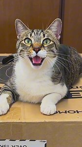 711K views · 10K reactions | Cat Outsmarts human 路‍♀️ #cats #FunnyCats #catsfunny #catvet #catsoffacebook #catmom #catlover | NiceRascals cats | Facebook