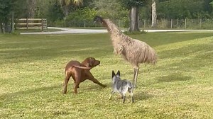 Emu and Dogs Have a Blast Playing Chase at Florida Farm