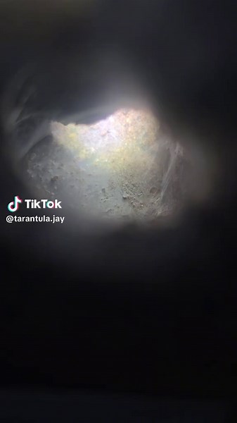 Exploring the Balfouri Tarantula's Unique Behavior