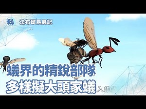 蟻界的精銳部隊－多樣擬大頭家蟻【法布爾昆蟲記】_EP05