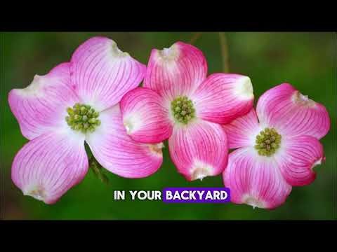 These Dollar Tree Hacks Made My Backyard Look Like a Resort! 🏡☀️