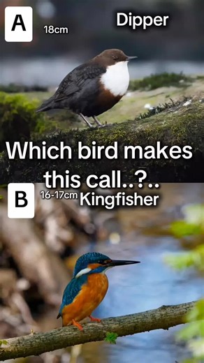 Identify the Bird Call: Dipper vs. Kingfisher