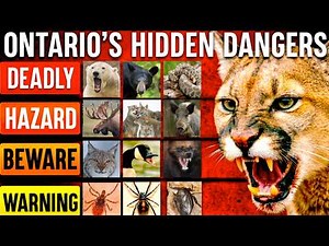 Ontario’s Deadliest Animals Might Surprise You! | Tier List