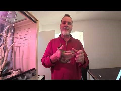 Children's Python...such a underrated pet snake...big personality