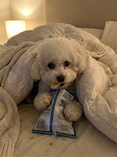 😲 #bichonfrisé #dog | Bichon Frisé