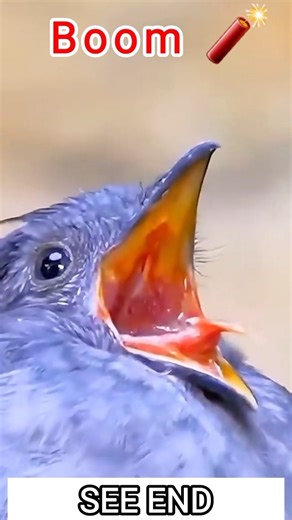 Wild Animal Sounds That Will SHOCK You 🤯 #shorts #animals