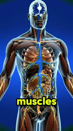 One Glass Daily: The Science-Backed Smoothie to Lower High Blood Pressure and Flush Your Arteries!