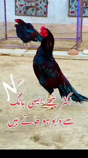 Pathay dabo karna wali machine | Nooweed Khan