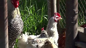 Gripa aviară se extinde în ţara noastră. Primele focare au apărut în judeţele Mureş şi Harghita