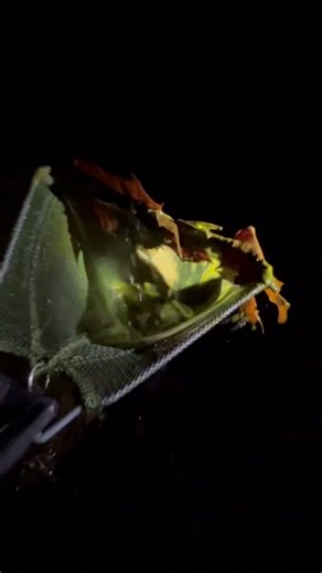 Catching spring peepers at night