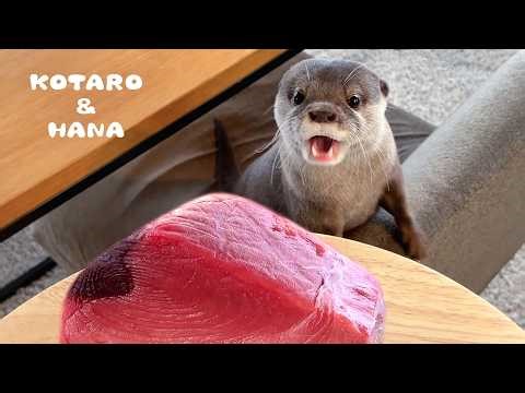 Otters Super Excited for Giant Tuna!
