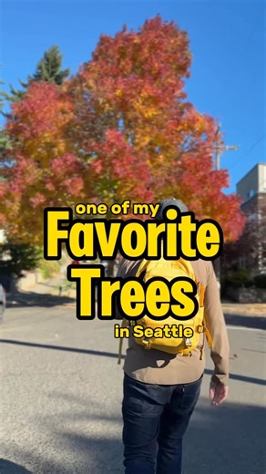 Conner Cayson | this White Ash Tree in Columbia City is one of my favorite trees in Seattle. I need to give a shout out to @phillybert who pointed it out... | Instagram