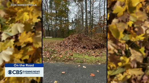 Stella the yellow Labrador waits all year to dive headfirst into the giant piles of leaves her owner makes just for her – reminding us of the simple joy autumn brings. @SteveHartmanCBS is On the Road in Maine. | CBS Evening News