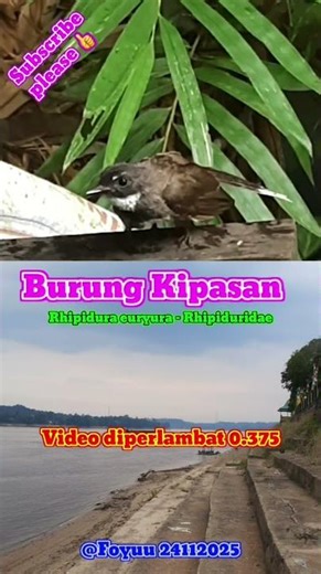 BURUNG KIPASAN ‪@Foyuu‬ #nature #fauna #animals #shorts #viral #shortvideo #viralvideo #short #fyp