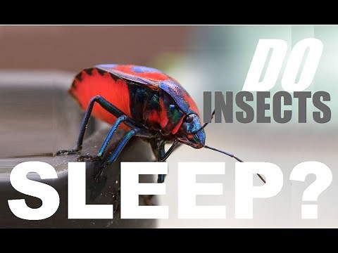 Do Insects Sleep ?