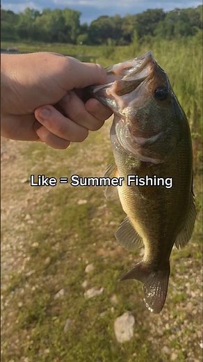 SUMMER VS SPRING #shorts #fyp #viral #trend #fishing #hookset #pb #reels #ytshorts #freshwaterfishin
