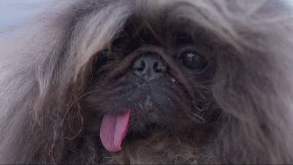 Oregon dog awarded coveted prize as 'World's Ugliest Dog'