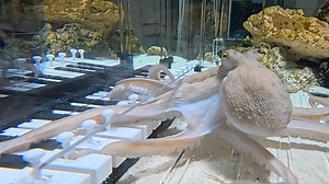 Swedish musician teaches a highly intelligent octopus to play piano