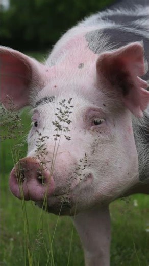 Porco Fitness? A Incrível Genética do Pietrain!Características do Porco Pietrain