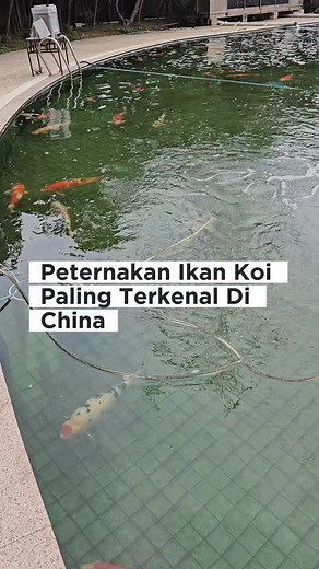 14K views · 2.8K reactions | #megajumbo #pakankoi #ikankoi #koijepang #kolamkoi #kohaku #sowa #sanke #tanco #hiutsuri #karasi #ikankoki #goldfish #kokiranchu #kokioranda #kokipanda #pakankoki | Javafresh Adm | Facebook