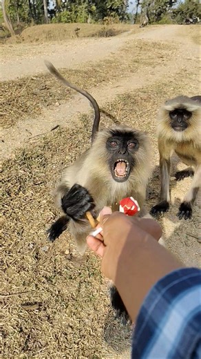 cute Angry Monkey Face 😱🐒 | Savage Reaction!