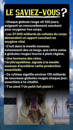 2 millions de globules rouges par seconde : le pourquoi
