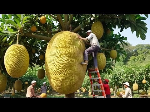 Amazing Thai Jackfruit Farm Harvests | Thai jackfruit production process