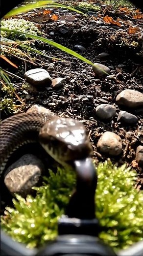 The Secret Life of a Snake | POV Camera #microcamera #naturedocumentary