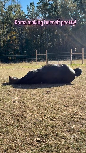 Kama did not appreciate her bath. She decided to make herself prettier. #horses #horselove #countryliving | Laura Upchurch
