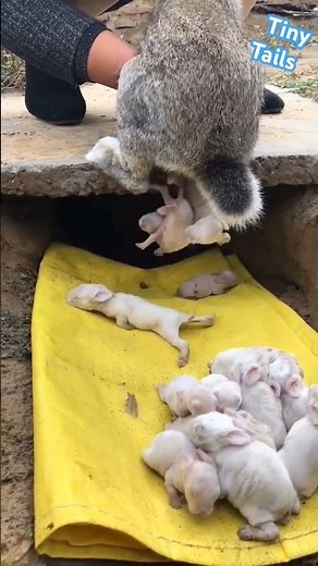 cute 🥰 baby rabbit 🐰 giving birth #rabbit #givingbirth #trending #shorts