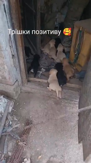 262K views · 10K reactions | Lunch time! | In Ukraine | Facebook