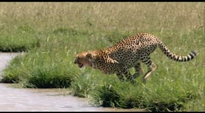 Tigers of Africa Movie Oficial Walt Disney Studios in Spanish