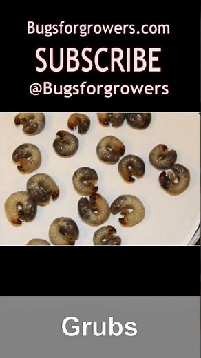 Stop Lawn Digging with Nematodes!